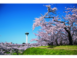見ごろを迎えた桜名所へ函館お花見ドライブ！