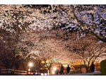 牧場で夜桜見物をしよう！ 成田ゆめ牧場「ゆめあかり～まきばの花物語～」3月26・27日、4月1・2日に開催【圏央道 下総ICより車で約2km】