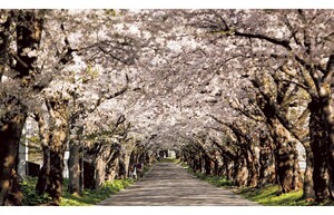 道南の桜名所を訪ねる 春のお花見ドライブ
