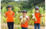お米を上手に刈り取ってみよう！　成田ゆめ牧場「まきばの稲刈り体験」を実施【圏央道 下総ICから約2km】