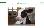 牛の赤ちゃんにミルクをあげてみよう！　成田ゆめ牧場「赤ちゃん牛ミルクあげ体験」を実施【圏央道 下総ICから約2km】
