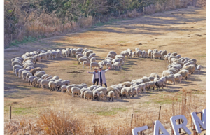 およそ200頭の羊たちがハートの文字をつくる！　千葉県のマザー牧場「ひつじの大行進～愛の羊文字編～」を実施【館山自動車道 君津PA-君津スマートICから約10km】