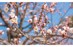 観梅の季節に訪れたい！　花咲く水戸へ早春ドライブ
