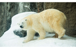 見どころ満載の人気動物園へ 冬を楽しむ旭川ドライブ