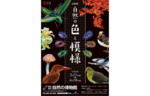 生き物の色や模様などを楽しく紹介！　埼玉県立自然の博物館、企画展「自然の色と模様」を開催中【関越自動車道 花園ICから約17km】
