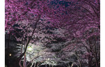 北海道の桜の名所が幻想的なライトアップを実施！　「BIBAI SAKURA 2023」【道央自動車道 美唄ICから約2km】