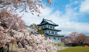満開の桜が彩る城下町へ道南お花見ドライブ
