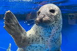 海の生き物たちと夏を楽しもう！ 上越市立水族博物館 うみがたり「うみがたり SUMMER 2023」8月27日まで【北陸自動車道 上越ICから約5km】