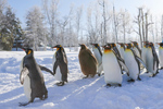 ペンギンの散歩が見られるかも！ 旭山動物園、冬期開園は2024年4月7日まで【道央自動車道 旭川北ICから約10km】