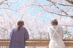 着物でめぐる桜の丘。いばらきフラワーパーク「桜フェスタ in 花やさと山」【常磐自動車道 土浦北ICから約12km】