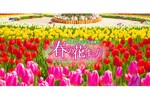 3万本のチューリップが春のおとずれを告げる「春の花まつり」【東北自動車道 佐野藤岡ICから12km】