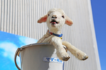 マザー牧場、「赤ちゃん羊」が主役のイベントを開催【館山自動車道 君津スマートICから約7.5km】