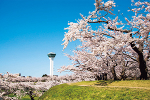 史跡を彩る満開の桜！ 春の函館お花見ドライブ