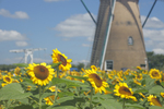 オランダ風車を背景にゴッホのようにひまわりを楽しもう　佐倉の夏の風物詩「風車のひまわりガーデン」7月6日より開催【東関東自動車道 四街道ICから約8km】