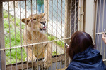 ライオンやキリンにおやつをあげよう　東武動物公園「ショートバックヤードツアー」7月13日開催【東北自動車道 久喜ICから9km】