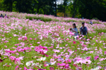 秋の花々が公園を彩る！ 国営滝野すずらん丘陵公園「コスモスフェスタ」【道央自動車道 北広島ICから約11km】